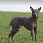 El enigma del perro peruano sin pelo: Un viaje a sus orígenes y características únicas