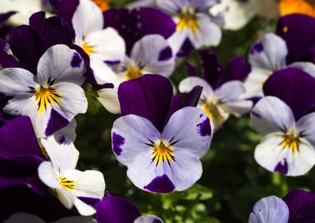 Razones para Elegir Pensamientos en tu Jardín de Invierno