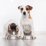 Ni la comida casera es siempre mejor para los perros ni los gatos deben comer dietas veganas: desmontando mitos sobre alimentación animal