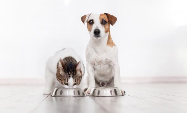 Ni la comida casera es siempre mejor para los perros ni los gatos deben comer dietas veganas: desmontando mitos sobre alimentación animal