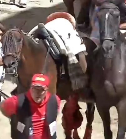 Ayuntamiento de Segorbe por permitir la evisceración y muerte de un caballo en sus fiestas