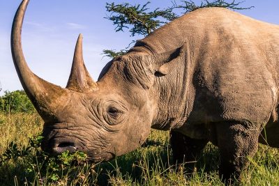 Bioparc y su lavado de imagen respecto a la conservación del rinoceronte y otras especies