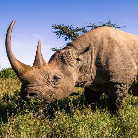 Bioparc y su lavado de imagen respecto a la conservación del rinoceronte y otras especies