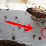 Cómo identificar los huevos de cucaracha y eliminarlos de forma efectiva