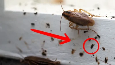 Cómo identificar los huevos de cucaracha y eliminarlos de forma efectiva