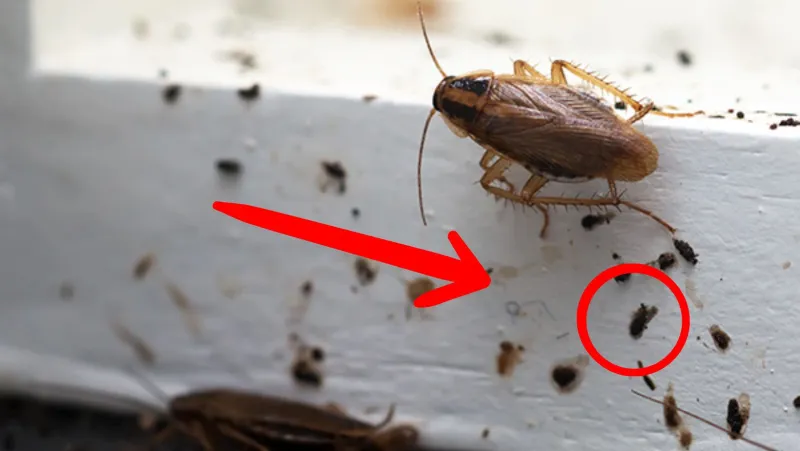 Cómo identificar los huevos de cucaracha y eliminarlos de forma efectiva