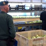 Desarticulado un grupo criminal que vendió dos millones de kilos de frutas y verduras como productos ecológicos