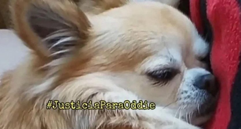 Juicio por la muerte violenta del perro Oddie en presencia de una menor en Jerez de la Frontera