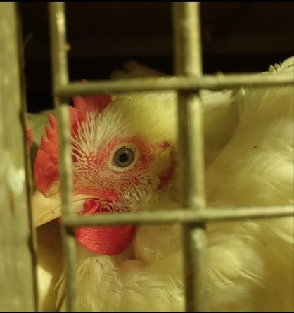 La miserable realidad frente al matadero de pollos en Sueca