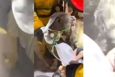 Un perro es salvado por los bomberos de Alicante en un incendio gracias a la reanimación con oxígeno