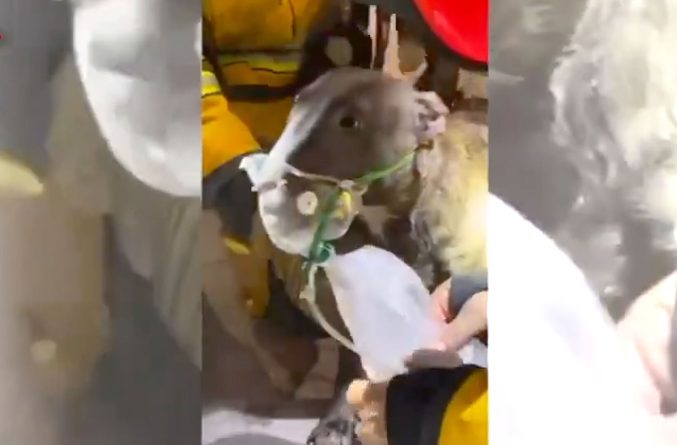 Un perro es salvado por los bomberos de Alicante en un incendio gracias a la reanimación con oxígeno