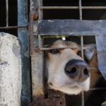 PACMA denuncia que la Ley de Bienestar Animal ha supuesto un enorme retroceso en los derechos de los animales tras su primer año en vigor