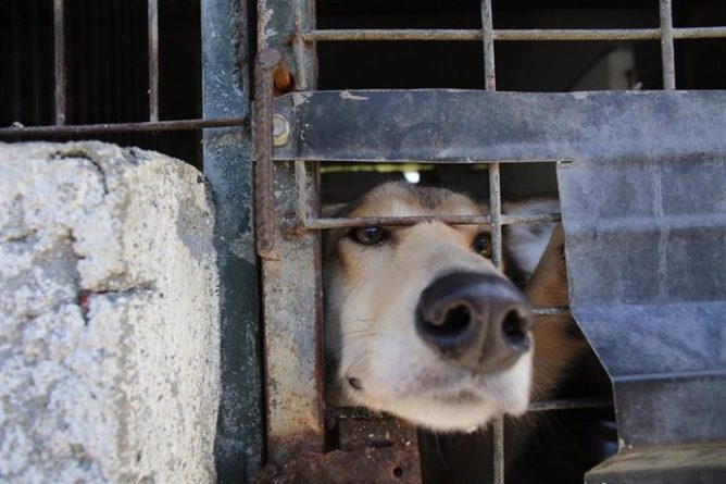 PACMA denuncia que la Ley de Bienestar Animal ha supuesto un enorme retroceso en los derechos de los animales tras su primer año en vigor