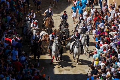 PACMA exige disculpas públicas al Ayuntamiento de Segorbe por permitir la evisceración y muerte de un caballo en sus fiestas