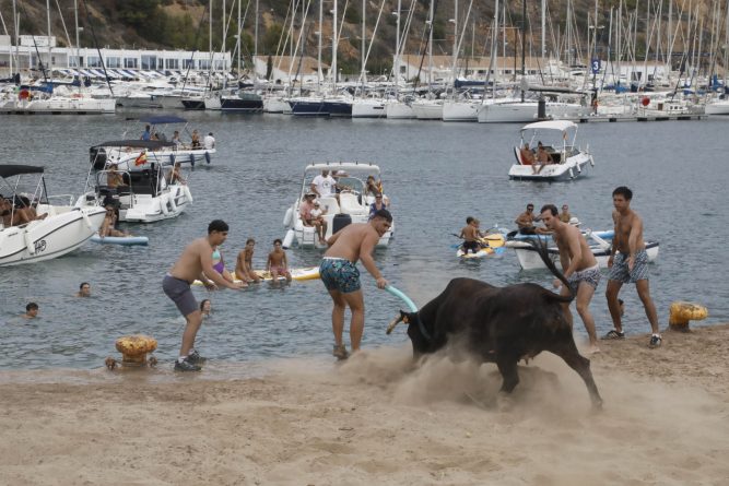 PACMA condena la muerte por ahogamiento de un nuevo toro en un festejo taurino de Xàbia