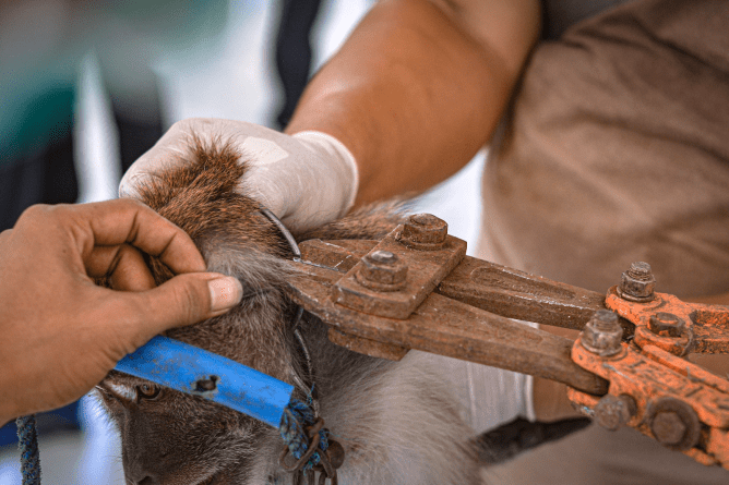 31 macacos rescatados del último centro de adiestramiento de monos 