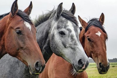 Abandono masivo de caballos en Alzira