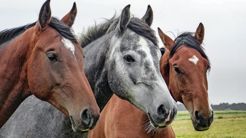 Abandono masivo de caballos en Alzira