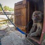 Se acabó la pesadilla para 31 macacos rescatados del último centro de adiestramiento de monos en Indonesia