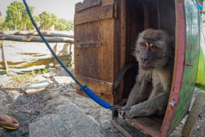 Se acabó la pesadilla para 31 macacos rescatados del último centro de adiestramiento de monos en Indonesia