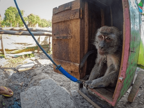 Se acabó la pesadilla para 31 macacos rescatados del último centro de adiestramiento de monos en Indonesia