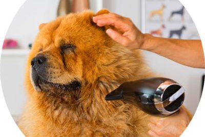 Peluquería canina, felina y Spa