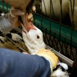 Últimos días para que sumes tu firma contra la cruel industria del foie gras