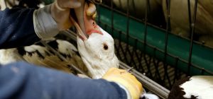 Últimos días para que sumes tu firma contra la cruel industria del foie gras