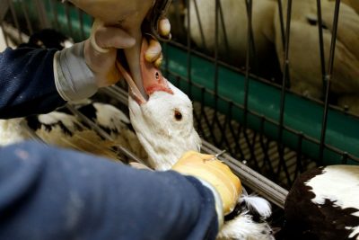 Últimos días para que sumes tu firma contra la cruel industria del foie gras