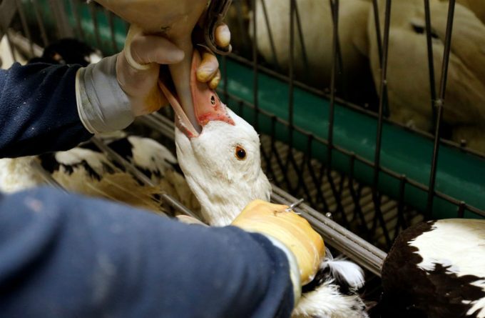 Últimos días para que sumes tu firma contra la cruel industria del foie gras