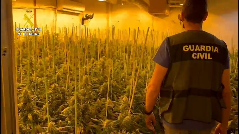  más de 10.000 plantas de marihuana 