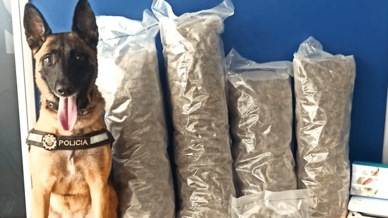 Un perro de la Policía Local de Alicante frustra el envío de 4,2 kilos de marihuana a Rumanía