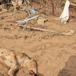 Indignación en redes tras hallarse en el cauce de un barranco una rehala de perros arrasada por la DANA