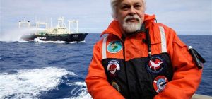 PACMA insta a Pedro Sánchez a apoyar el asilo en Francia del activista Paul Watson, detenido por salvar ballenas en Japón