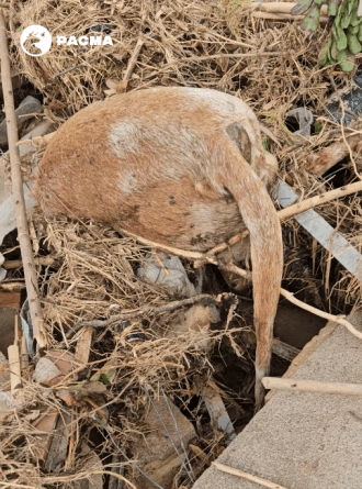 barranco una rehala de perros arrasada por la DANA